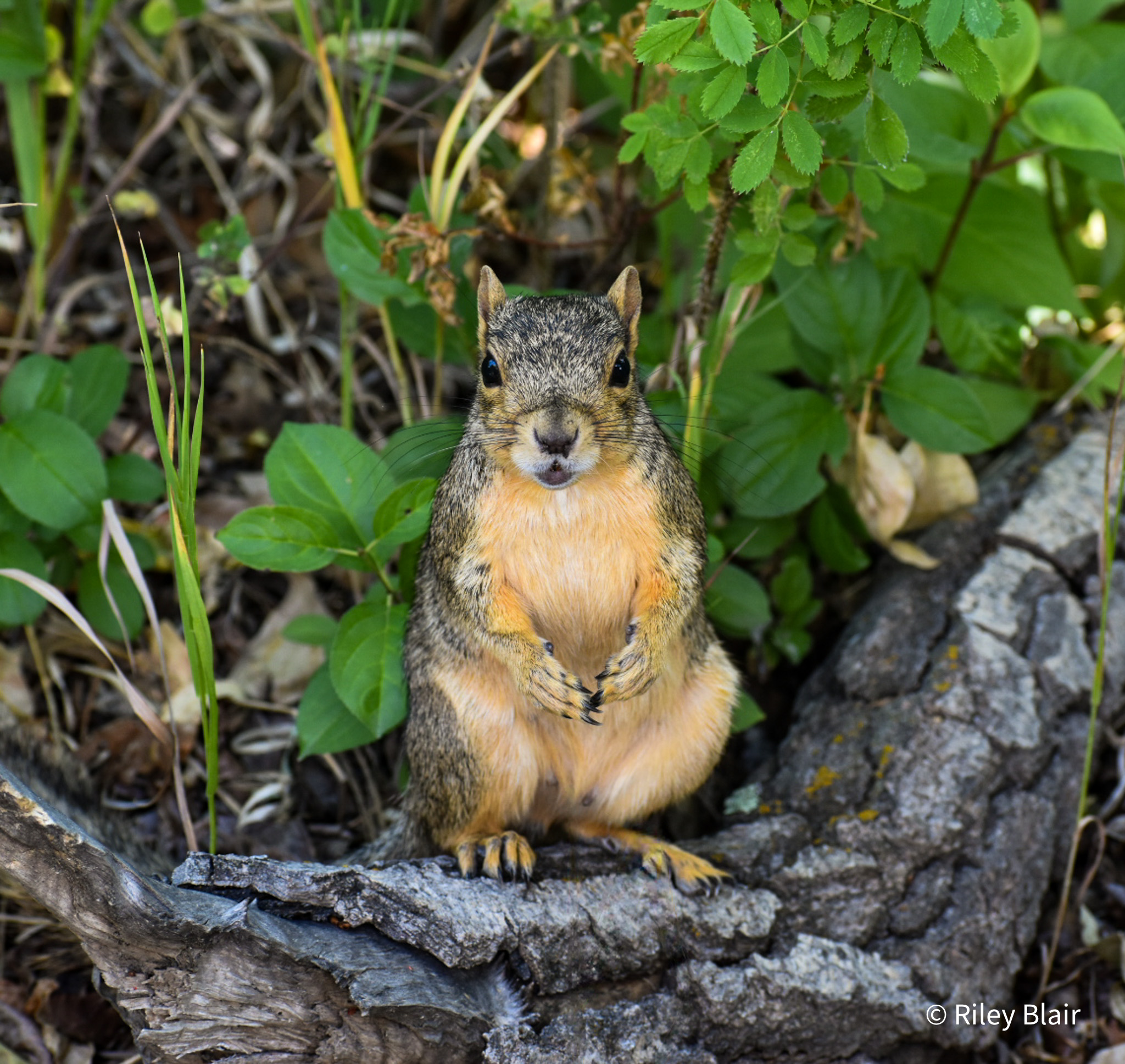 IMG_1020-Edit-2