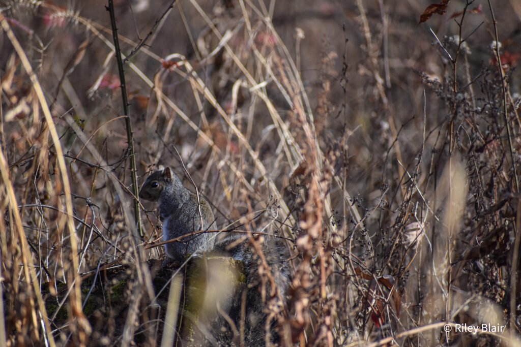 20201112 DSC 0095 1024x683