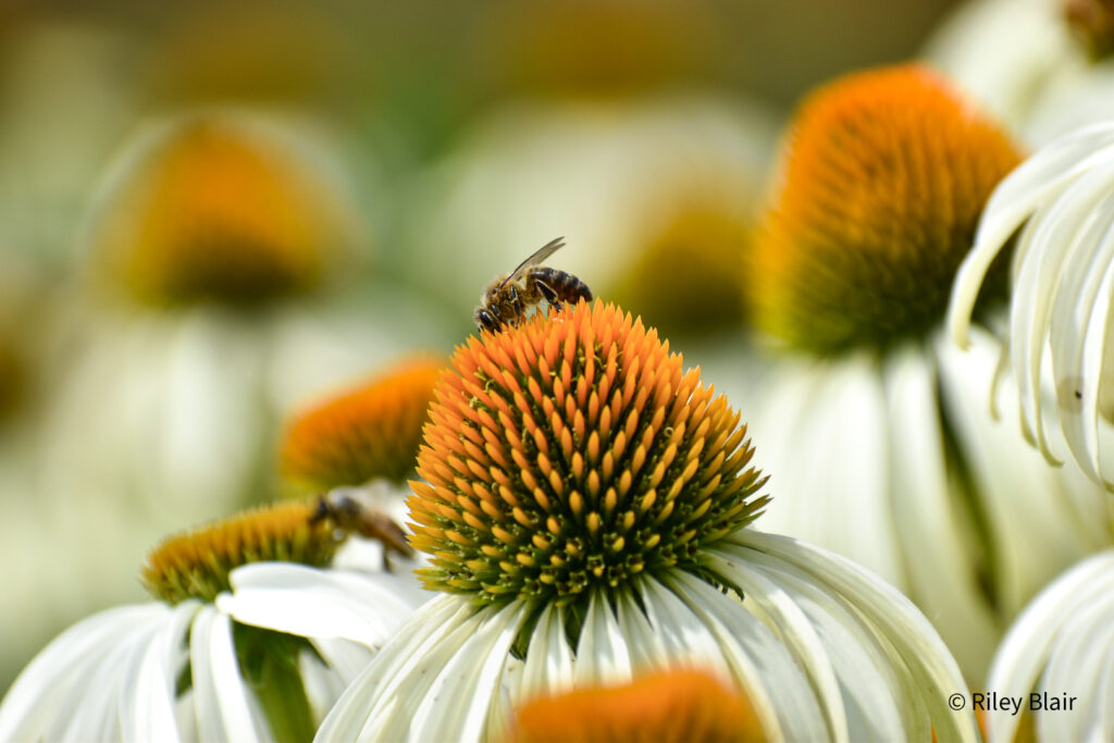 20210717 DSC 0606 1024x683