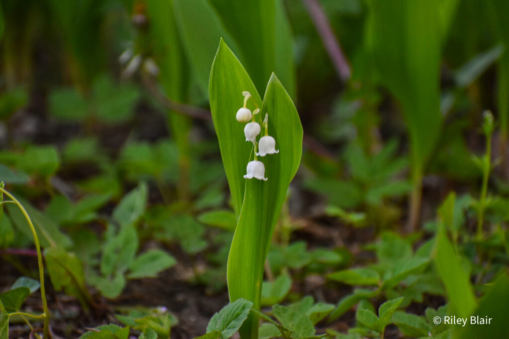 20220516 DSC 0154 1 1024x683