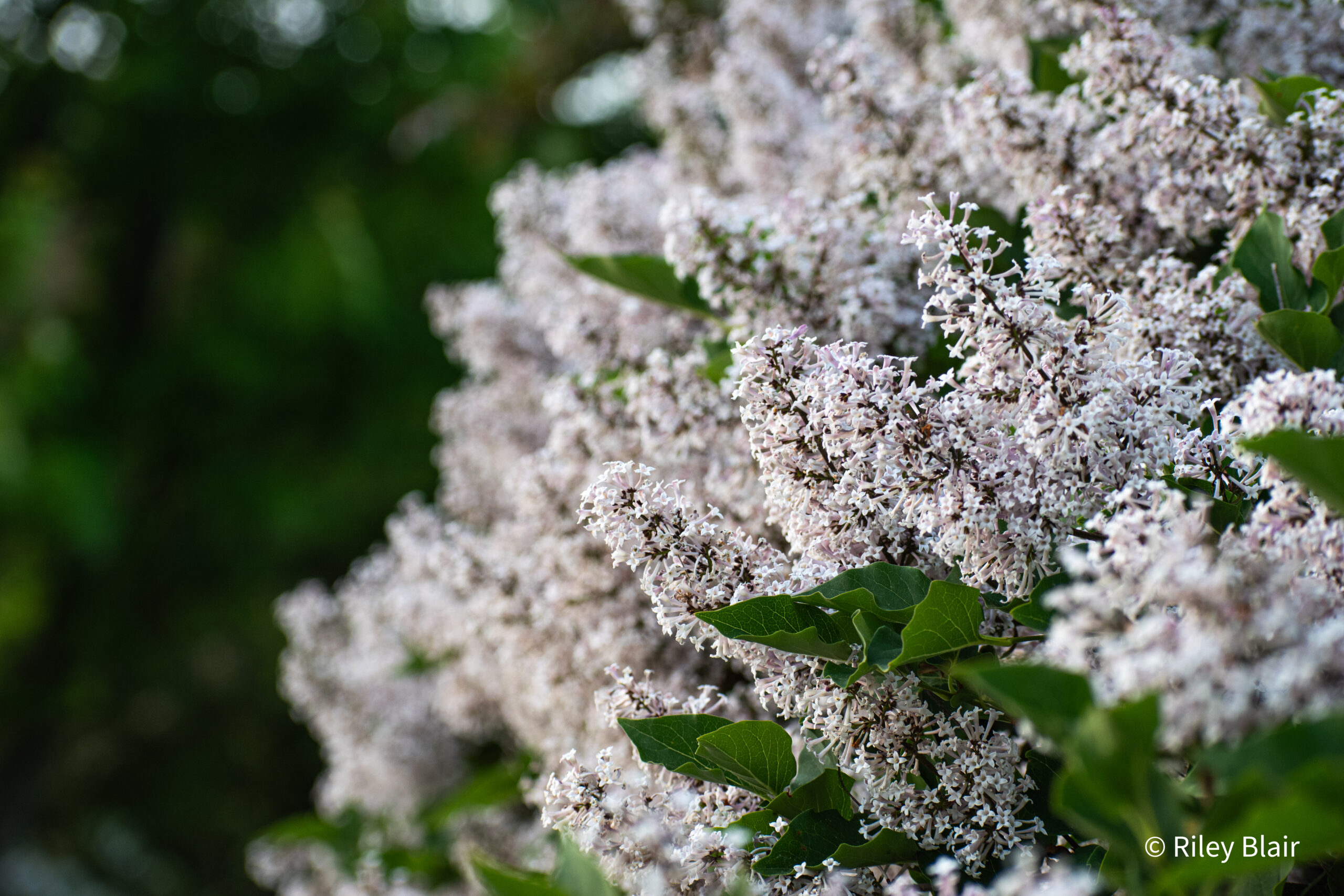 20230601 DSC 0351 Scaled