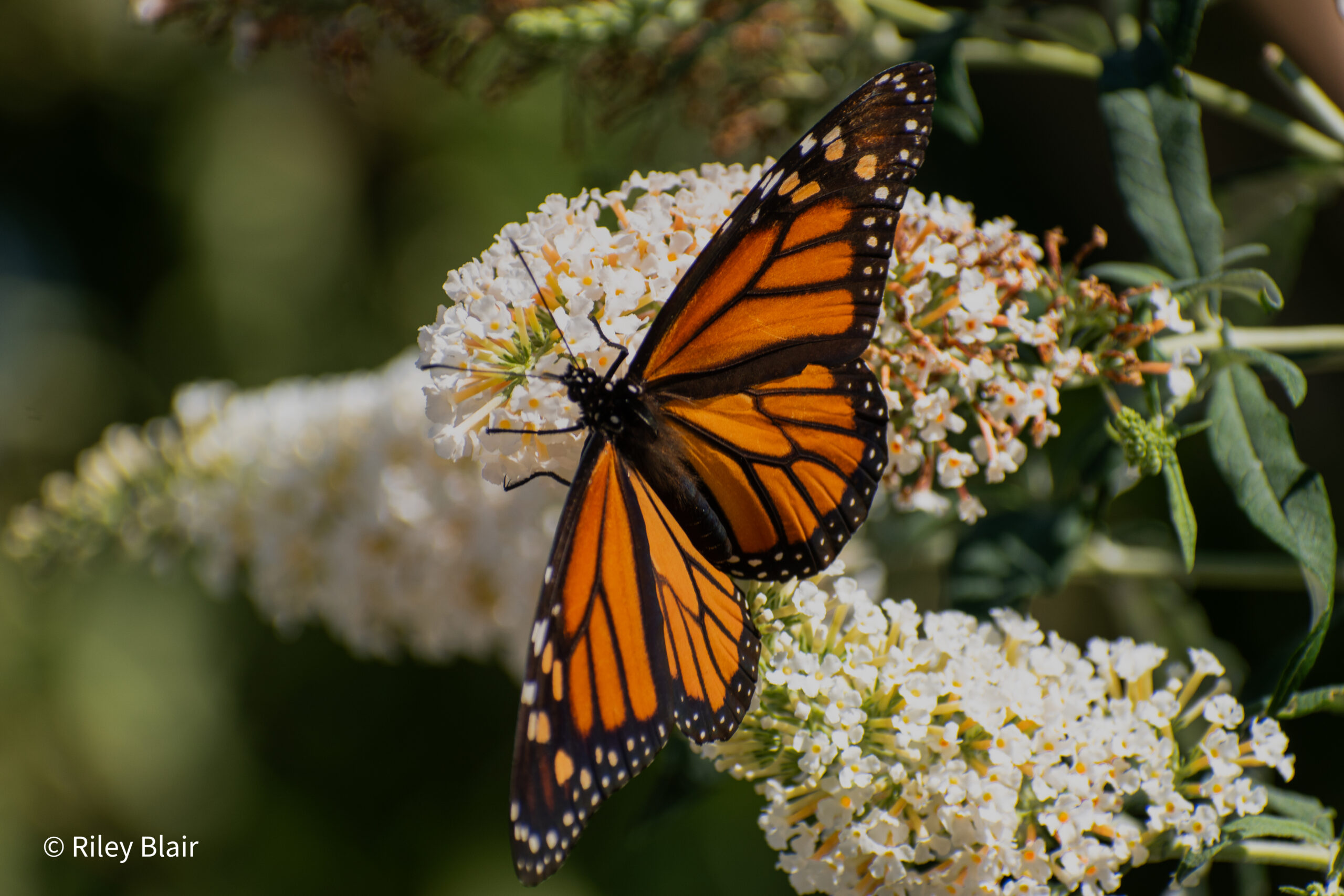 20230909 DSC 0323 Scaled