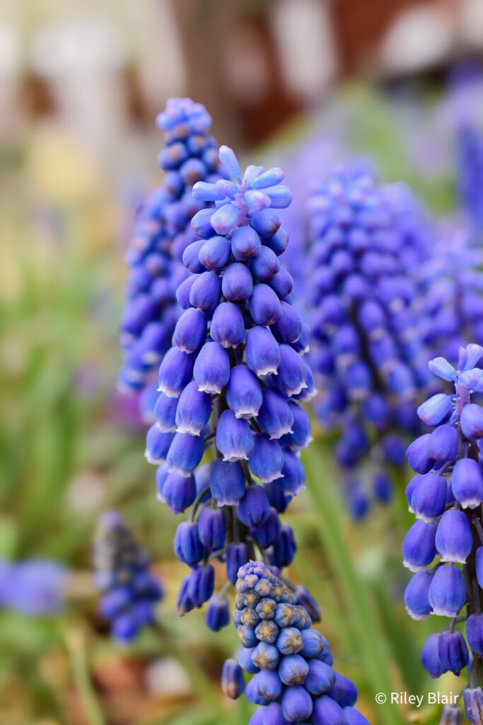 20250419 DSC 0369 683x1024