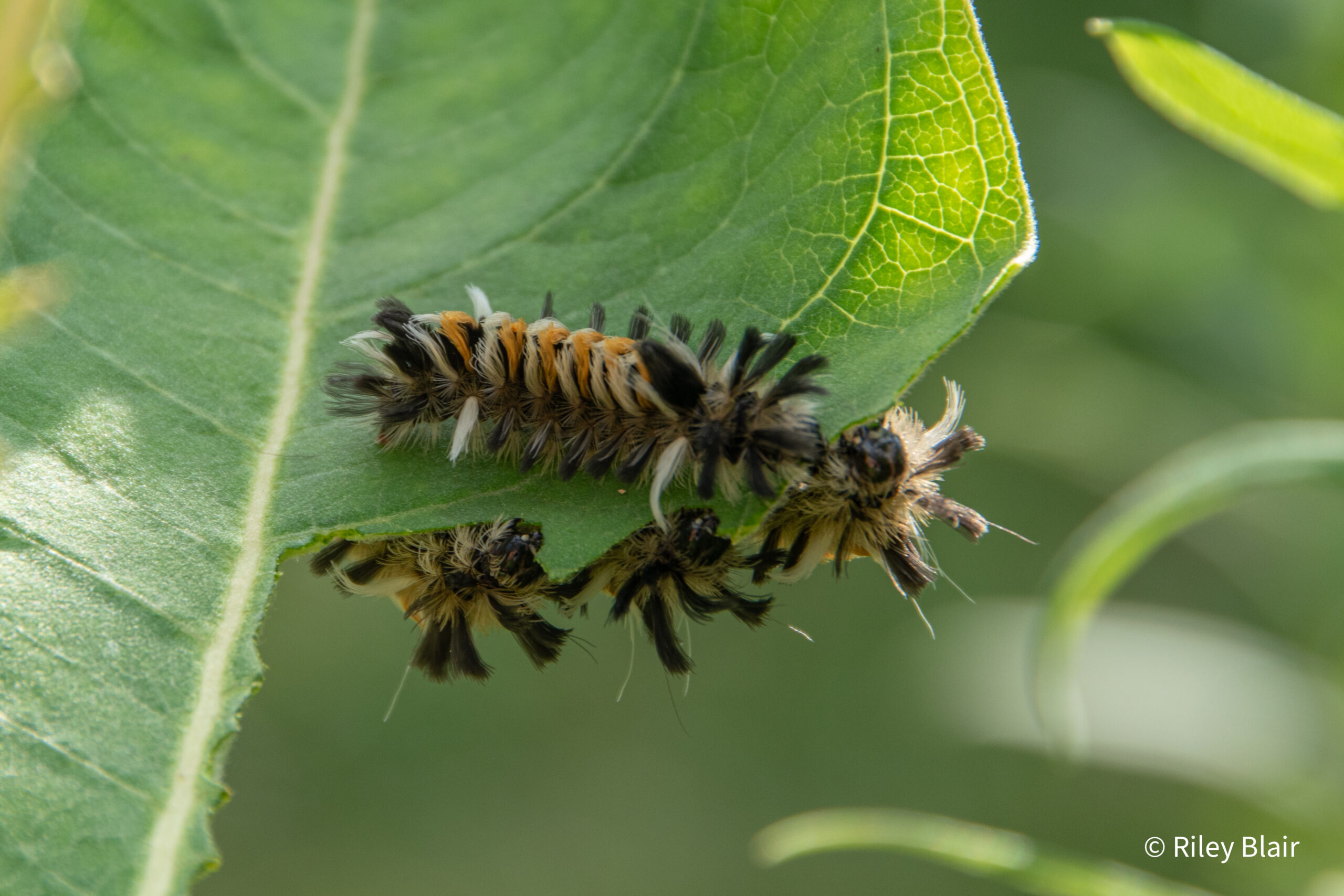 20250812 DCS 0896 Scaled